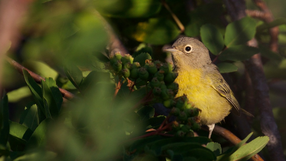 Nashville Warbler (ridgwayi) - ML65658291