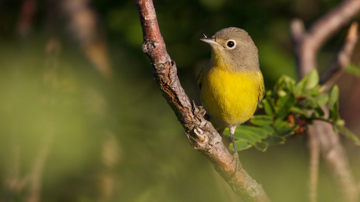 Nashville Warbler (ridgwayi) - ML65658301