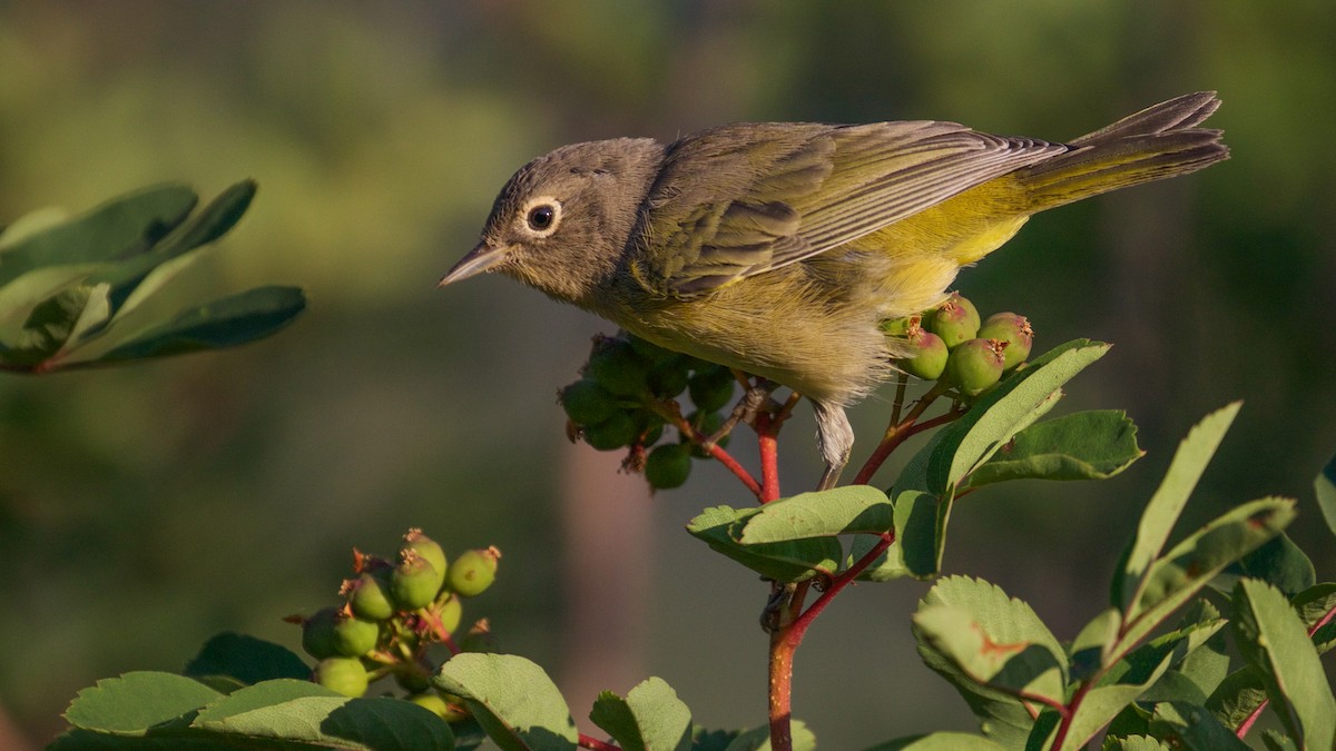 Nashville Warbler (ridgwayi) - ML65658401