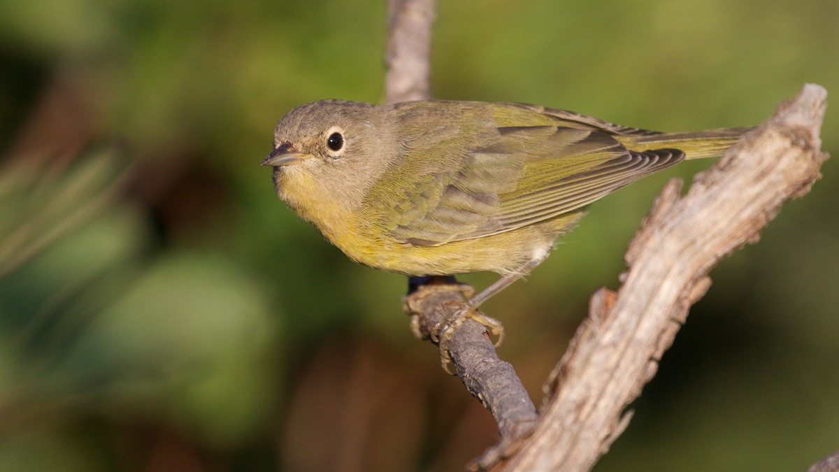 Nashville Warbler (ridgwayi) - Gaetan Dupont