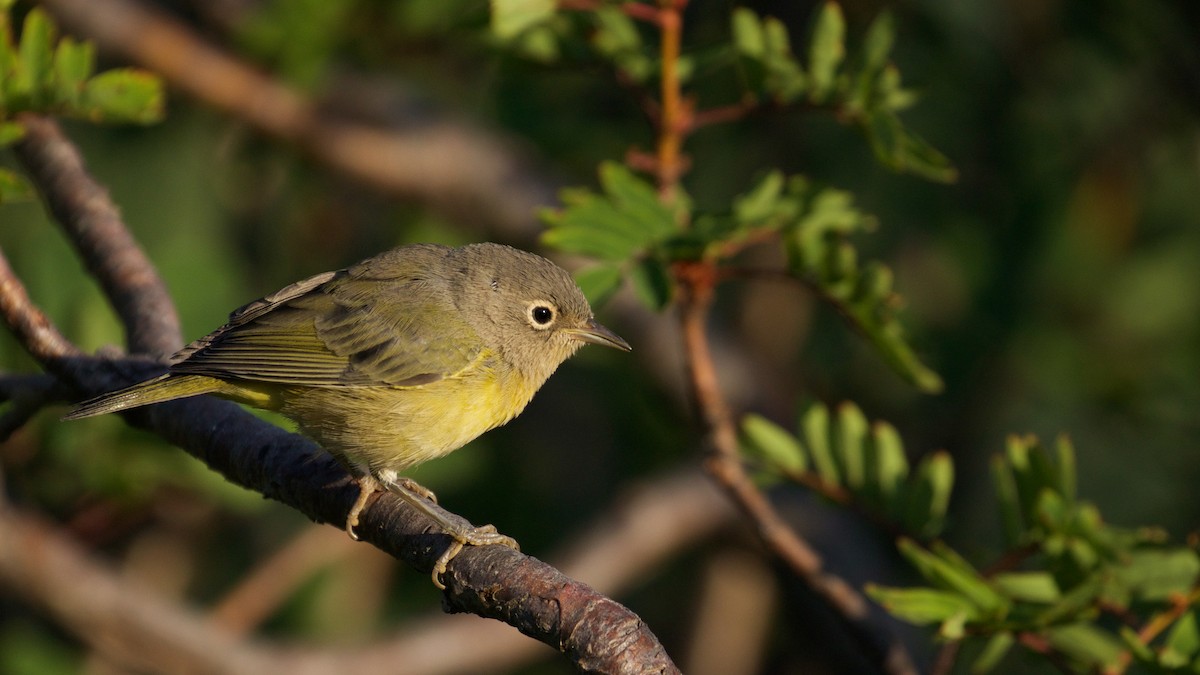 Nashville Warbler (ridgwayi) - ML65658441