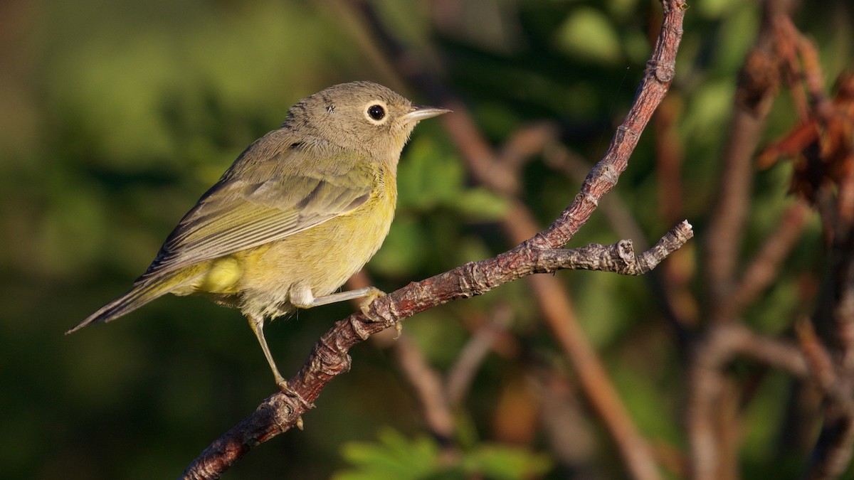 Nashville Warbler (ridgwayi) - ML65658451