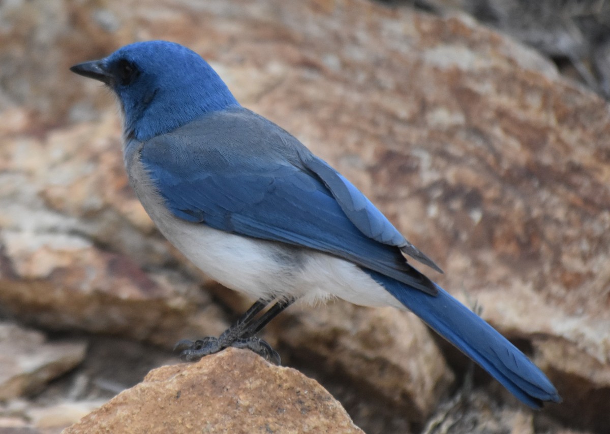 Mexican Jay - ML656586244