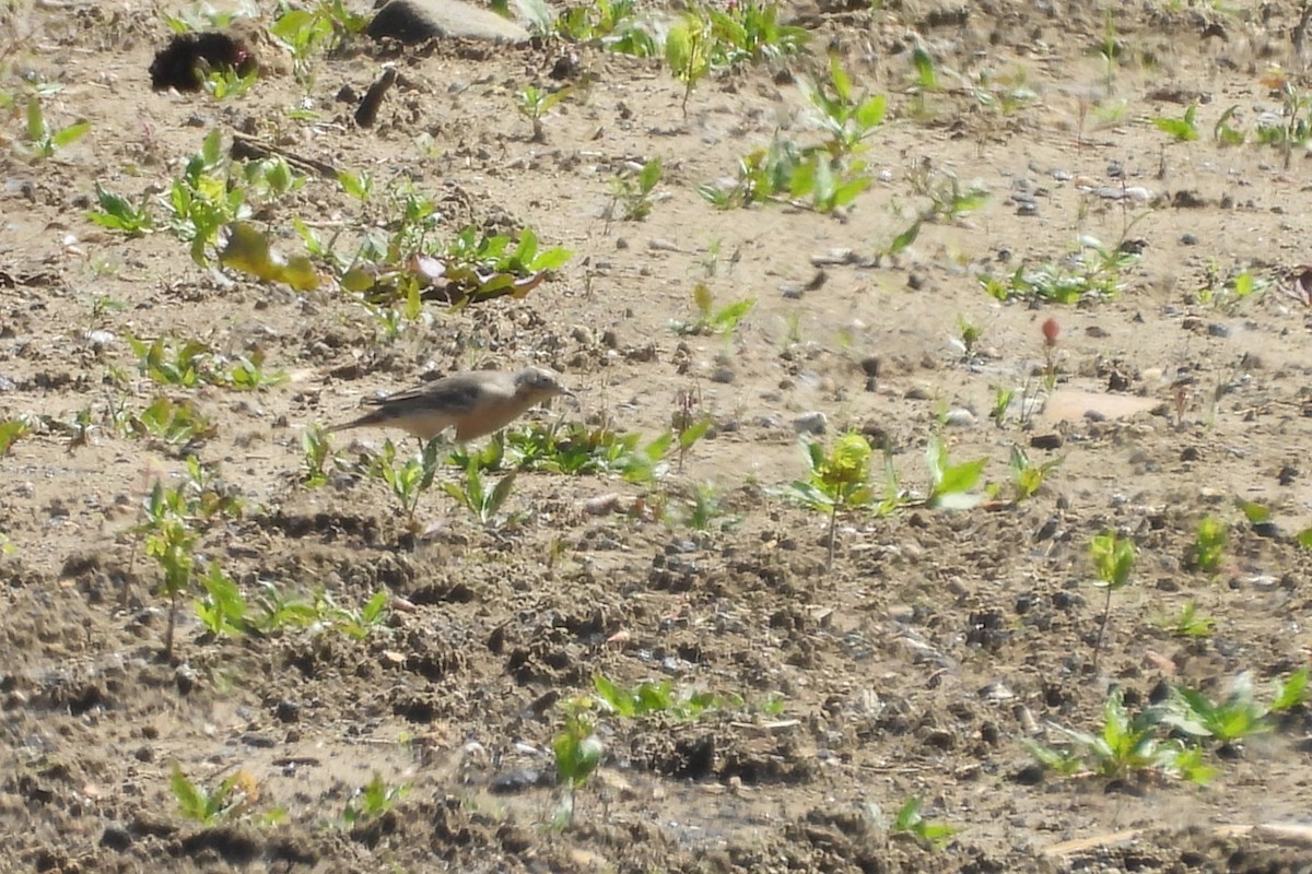 American Pipit - ML656586363