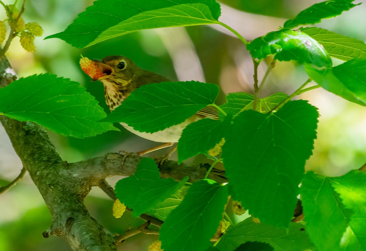 eBird Checklist - 3 May 2026 - Sharp's Ridge - 21 species