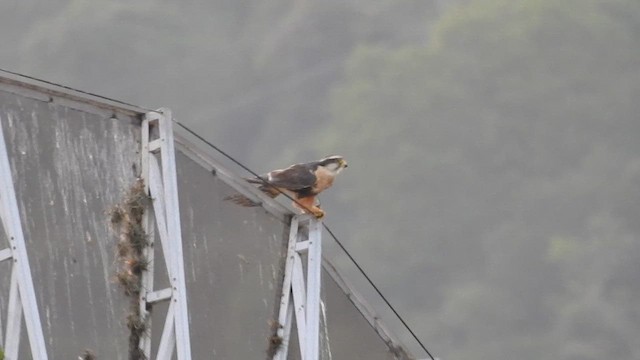 Halcón Aleto - ML656586408