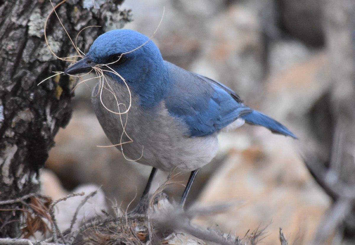 Mexican Jay - ML656586419