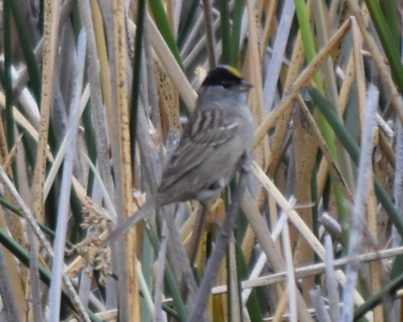 Golden-crowned Sparrow - ML656586842