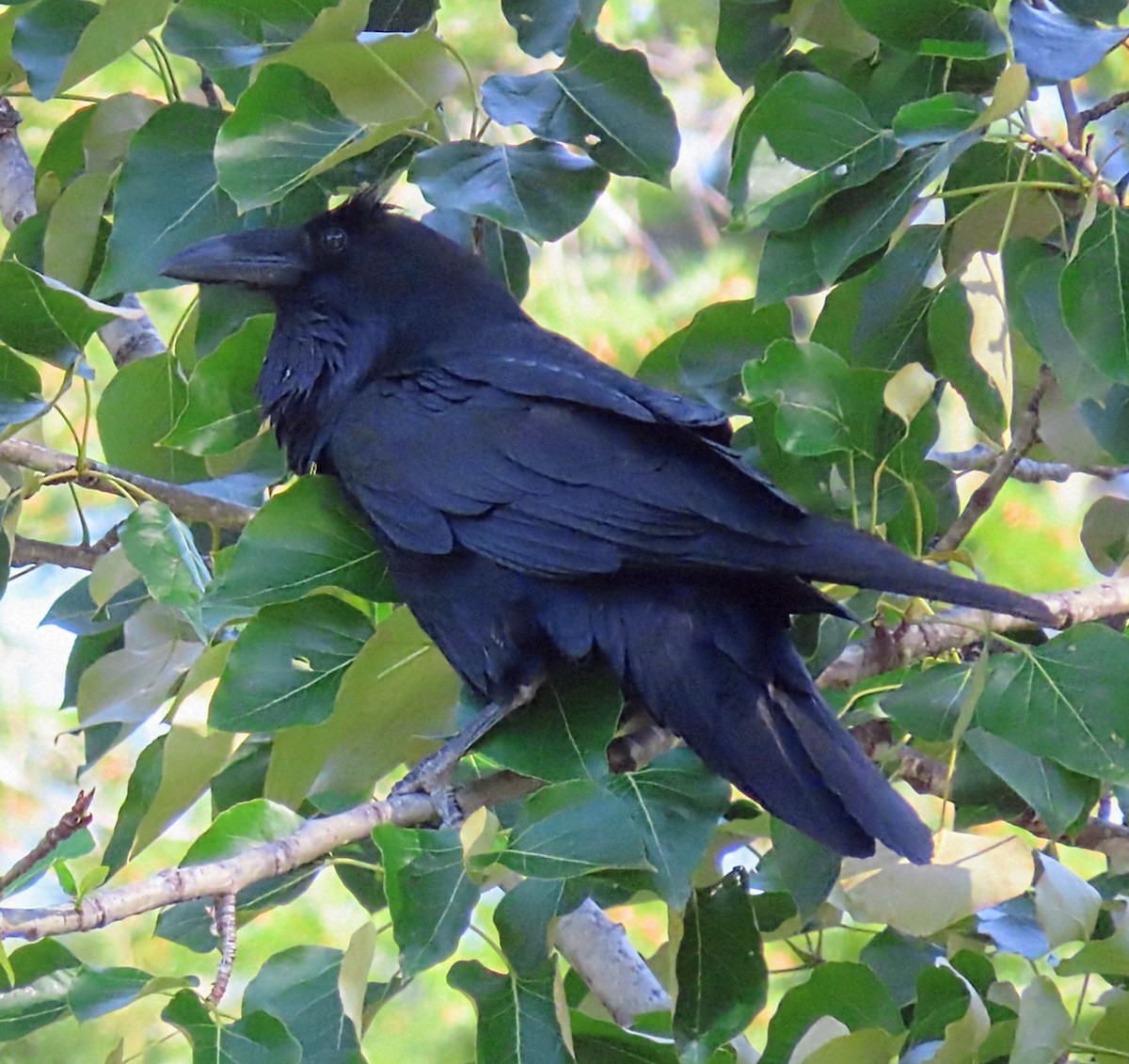 ravn - ML656589733