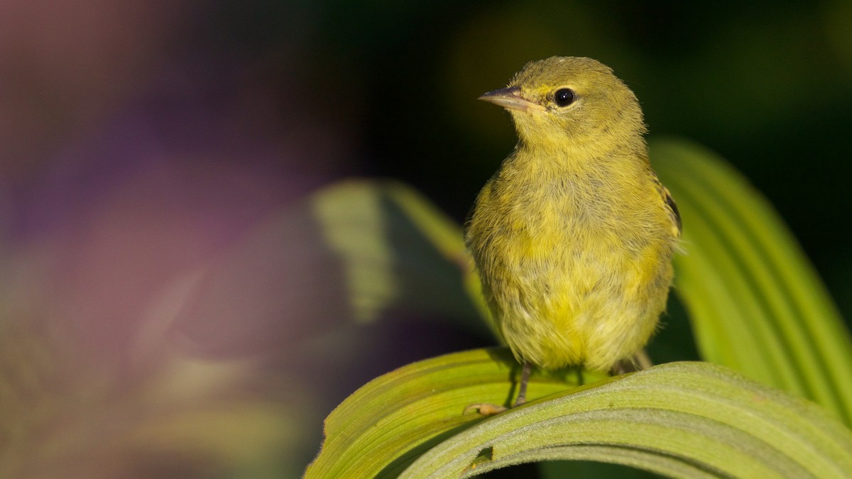 Orange-crowned Warbler (lutescens) - ML65659061