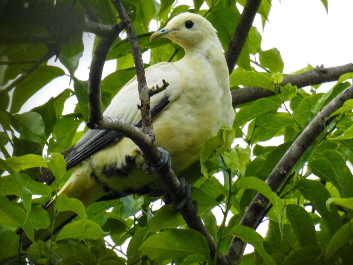 Silver-tipped Imperial-Pigeon - ML65659121