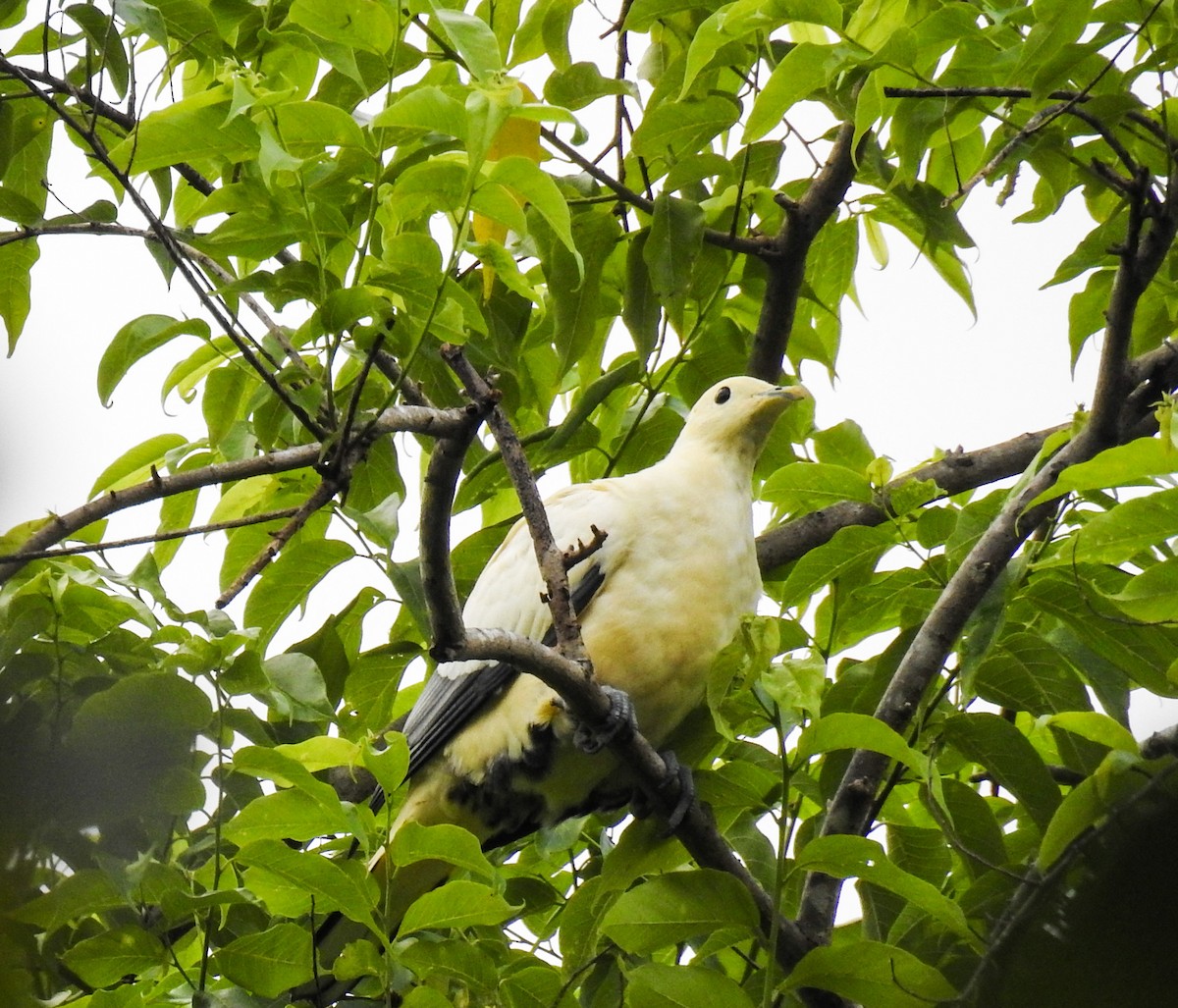 Silver-tipped Imperial-Pigeon - ML65659131