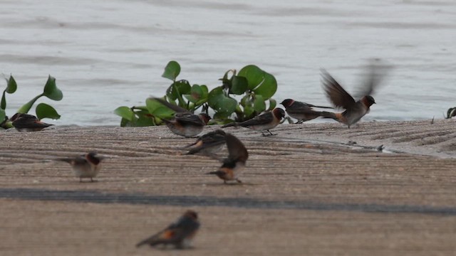 Cliff Swallow - ML656591545