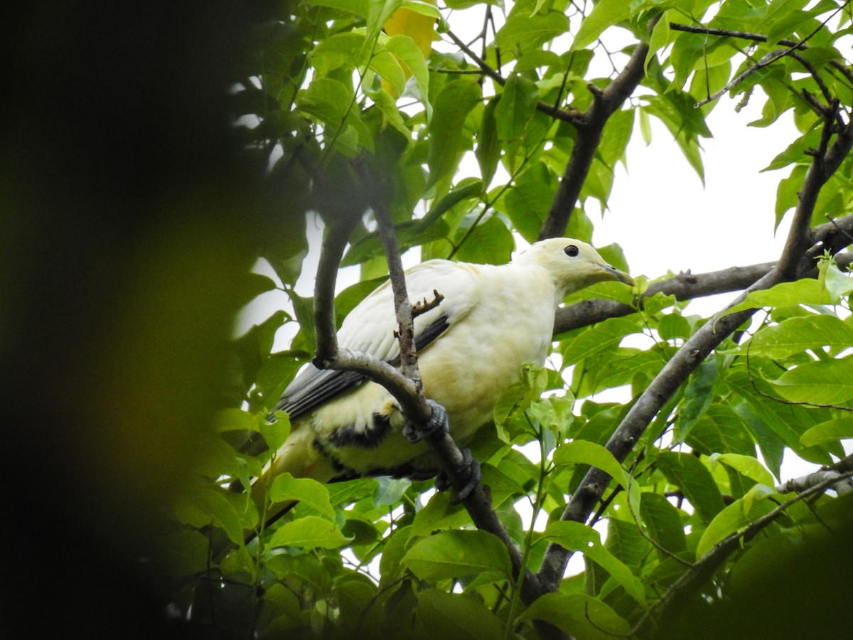 Silver-tipped Imperial-Pigeon - ML65659161