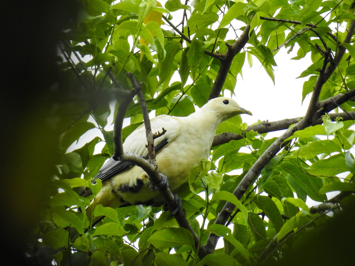 Silver-tipped Imperial-Pigeon - ML65659171