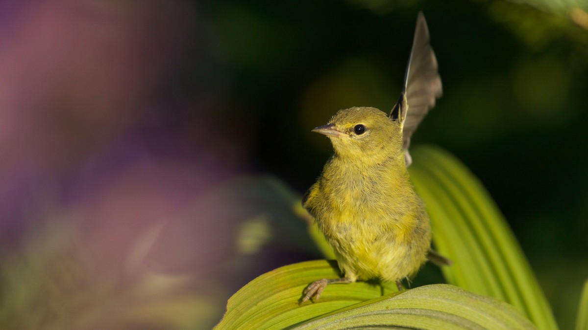 Orange-crowned Warbler (lutescens) - Gates Dupont