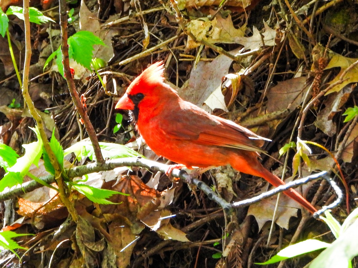 Northern Cardinal - ML656592123