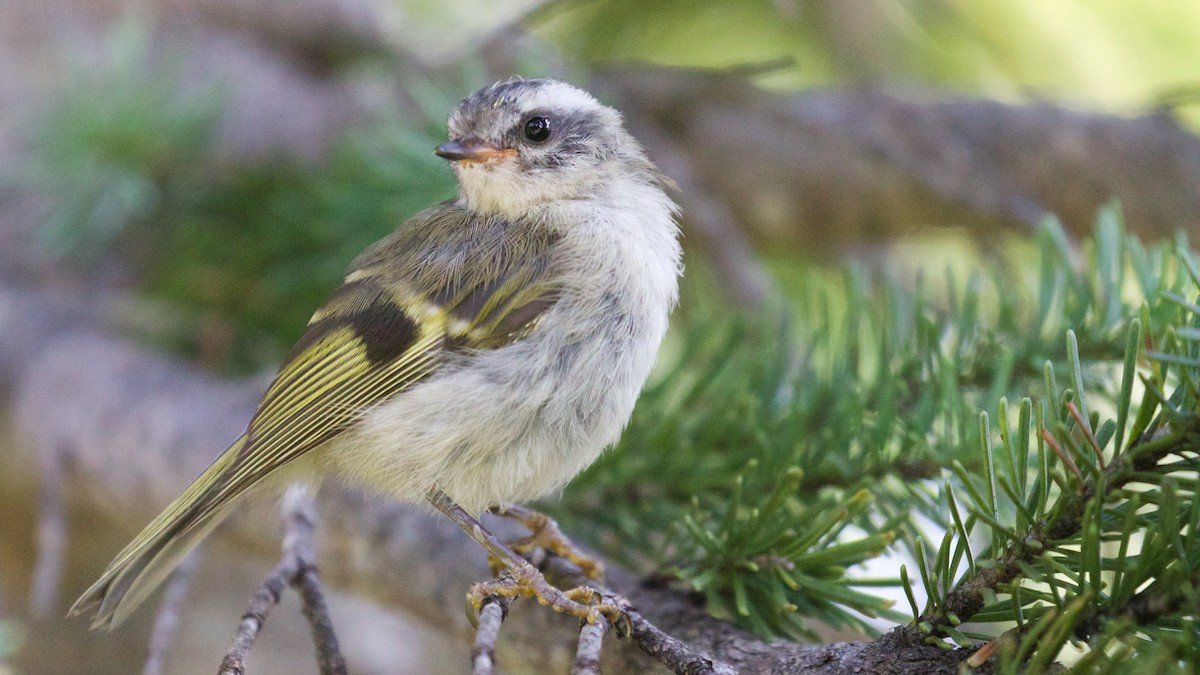 Golden-crowned Kinglet - ML65659301