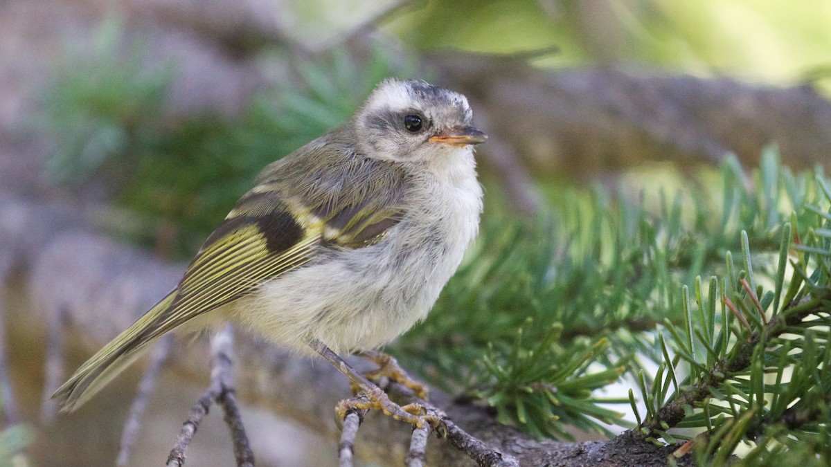 Golden-crowned Kinglet - Gaetan Dupont