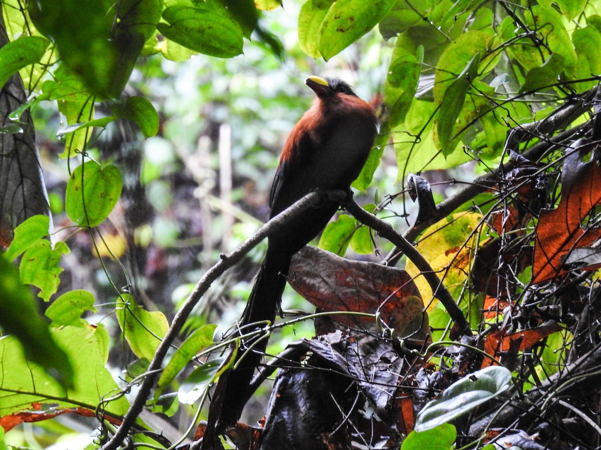 Yellow-billed Malkoha - ML65659371