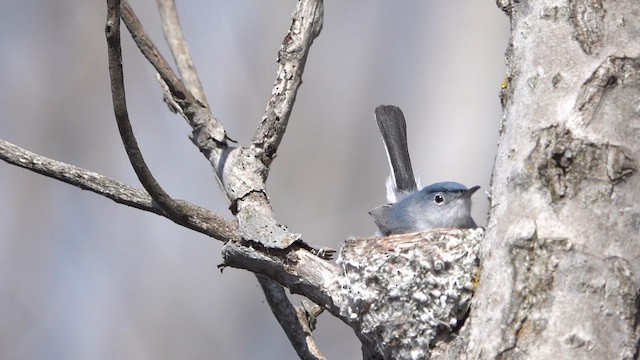 Blue-gray Gnatcatcher - ML656594197