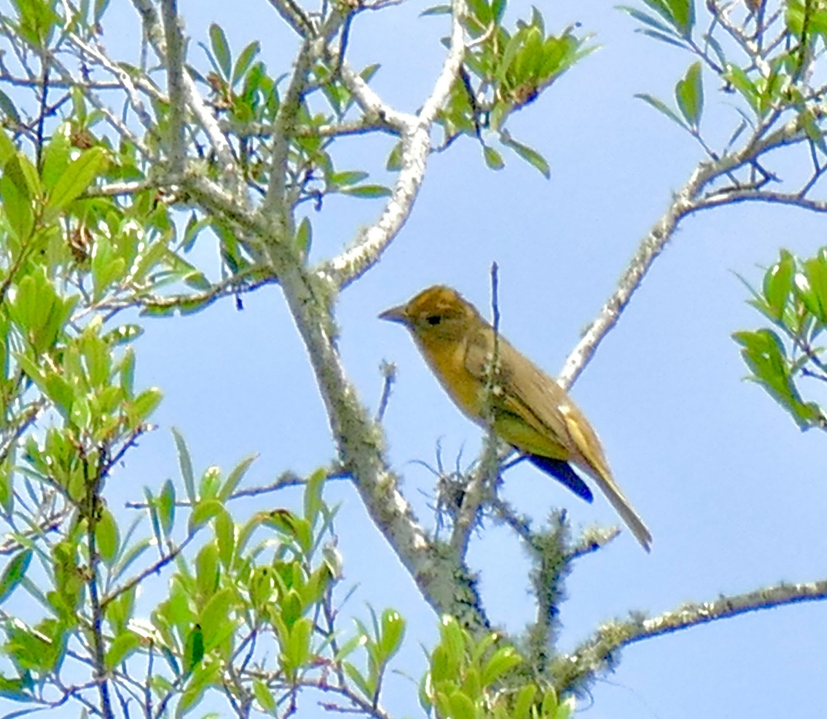 Summer Tanager - ML656594255
