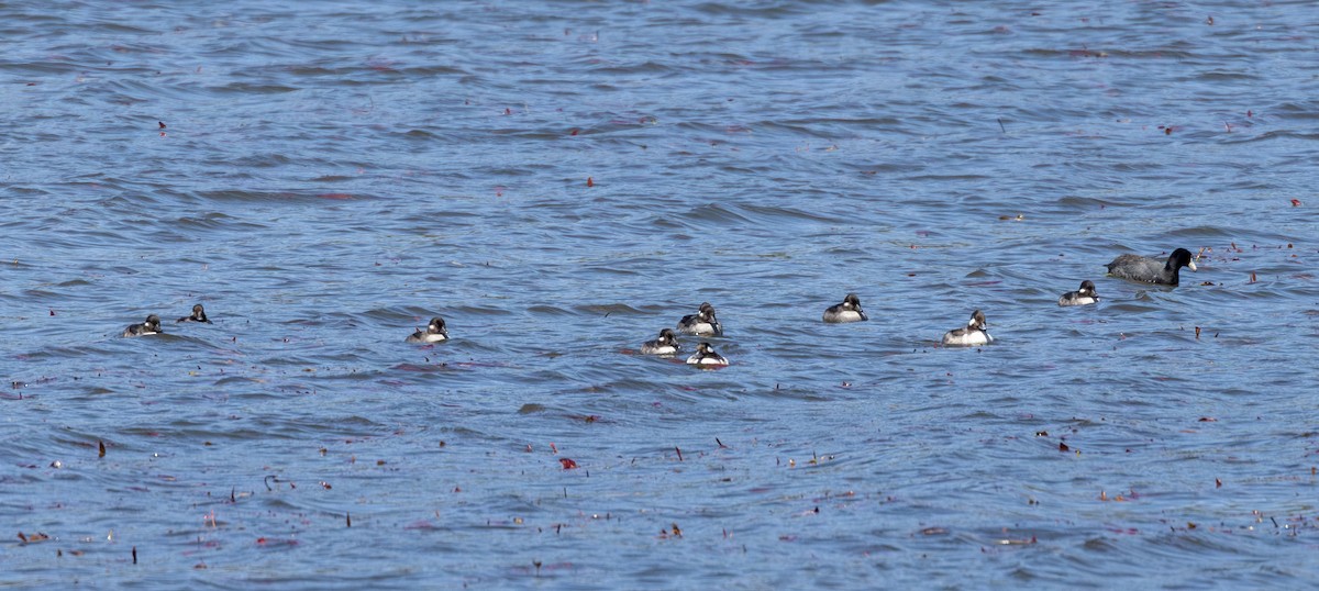 Bufflehead - ML656594711
