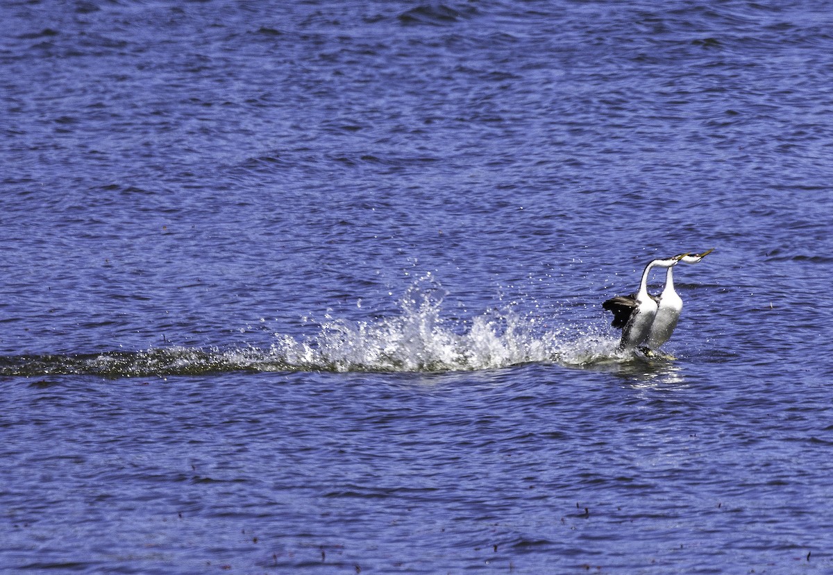 Western Grebe - ML656595179