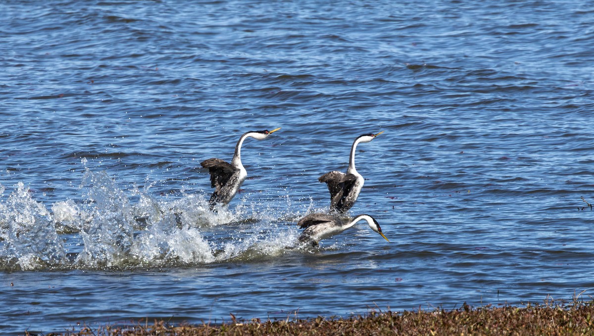 Western Grebe - ML656595180