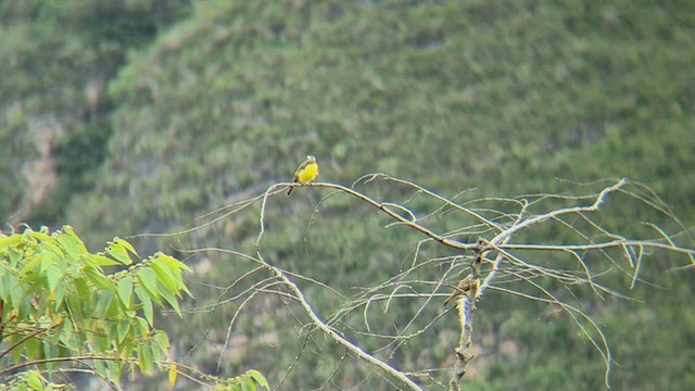 Social Flycatcher - ML656595386