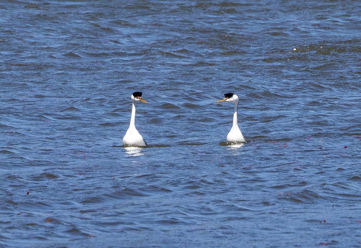 Western Grebe - ML656595722