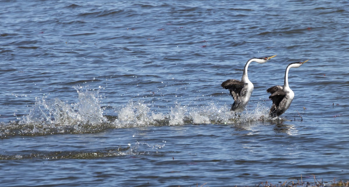 Western Grebe - ML656596053