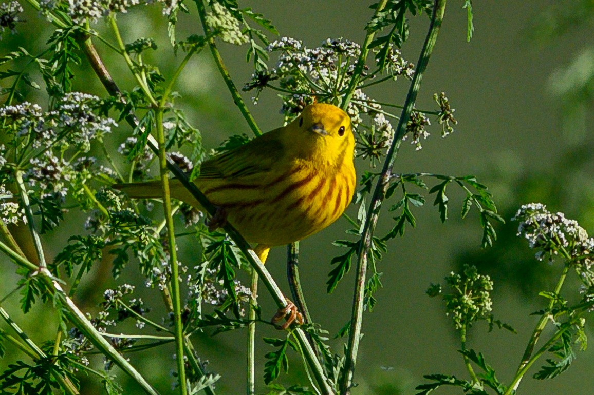 Northern/Mangrove Yellow Warbler - ML656596090