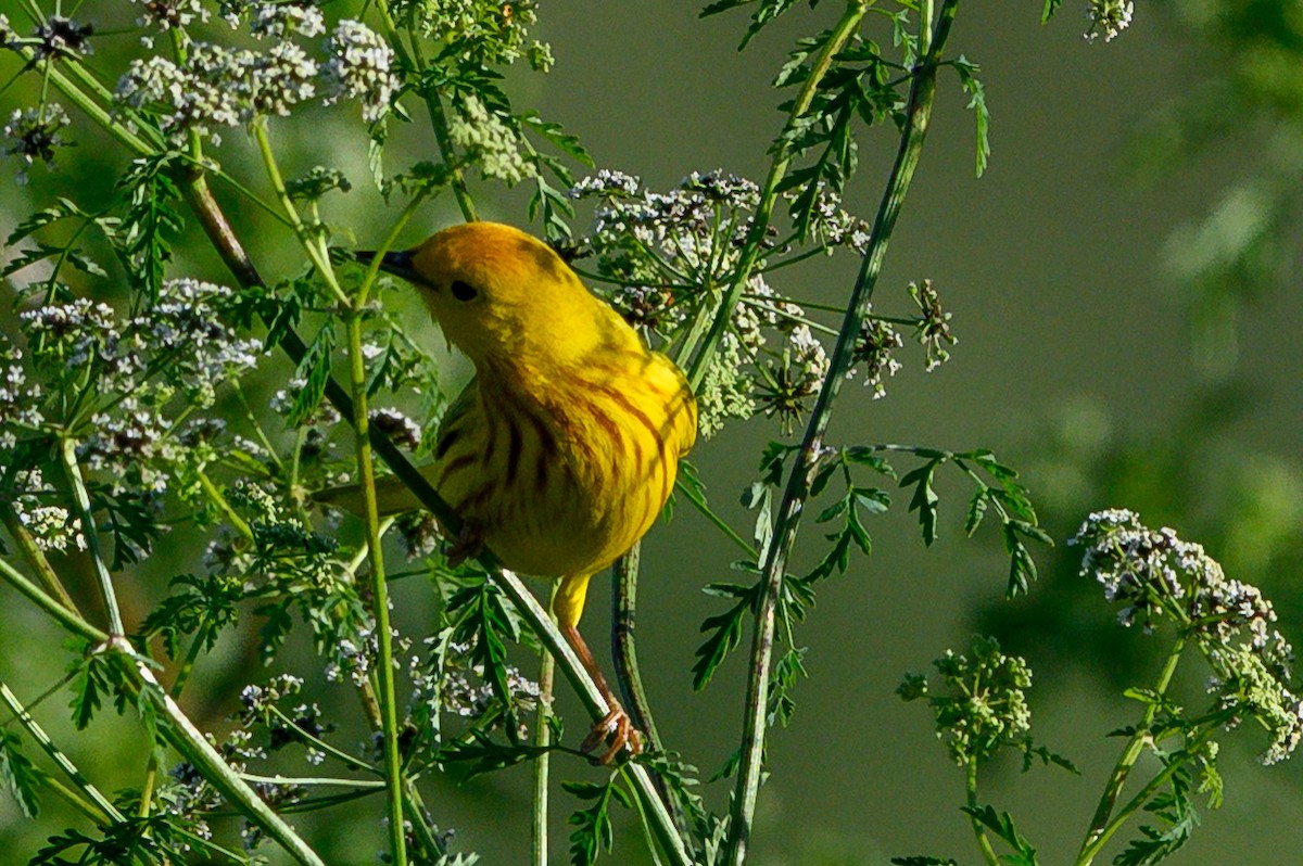 Northern/Mangrove Yellow Warbler - ML656596091