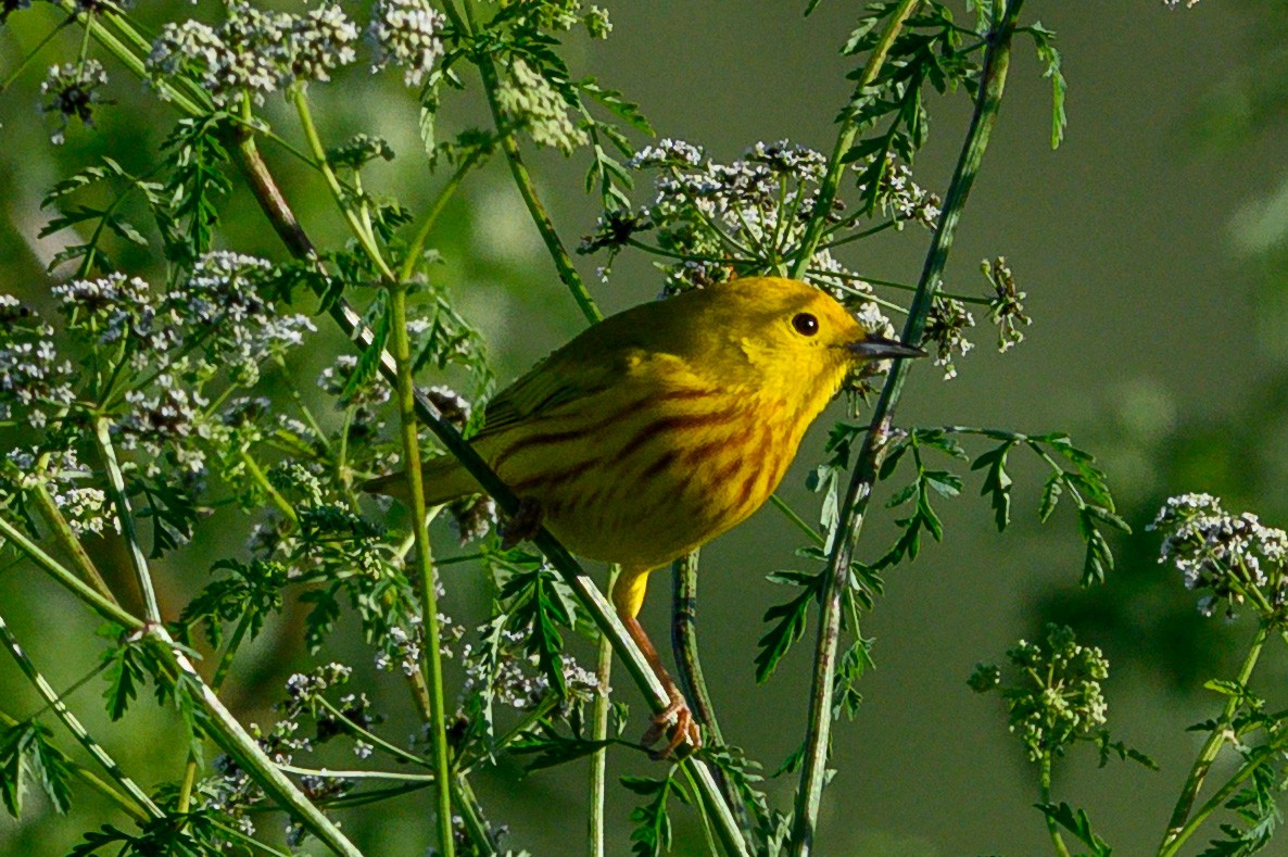 Northern/Mangrove Yellow Warbler - ML656596092