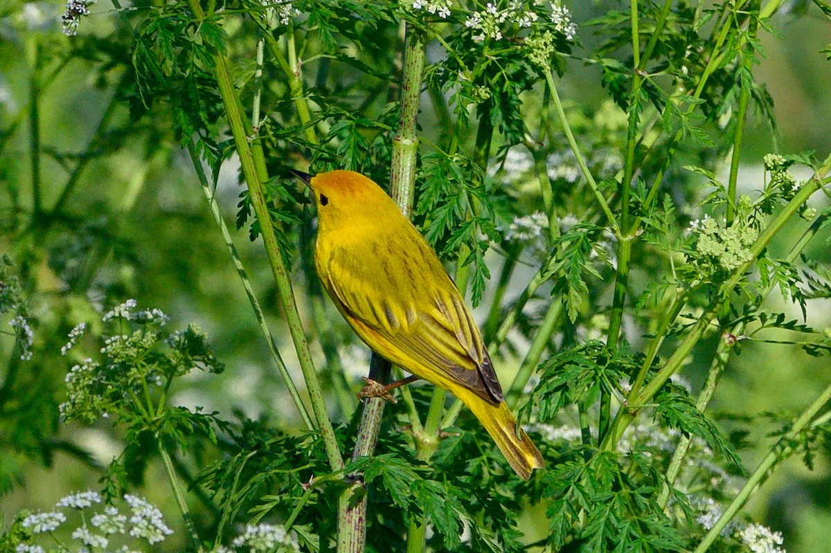 Northern/Mangrove Yellow Warbler - ML656596093