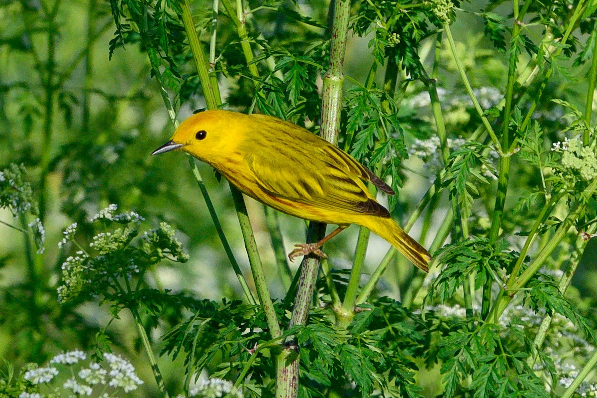 Northern/Mangrove Yellow Warbler - ML656596094