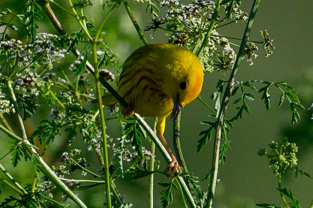 Northern/Mangrove Yellow Warbler - ML656596095
