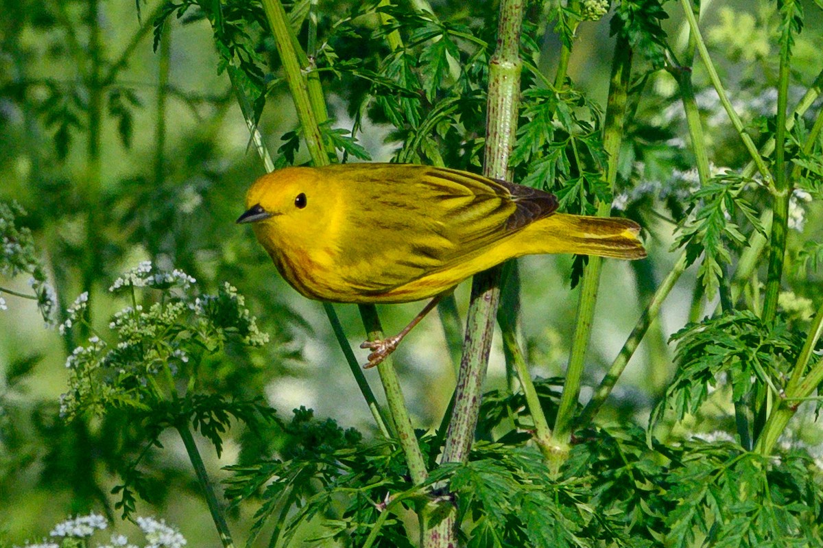 Northern/Mangrove Yellow Warbler - ML656596096