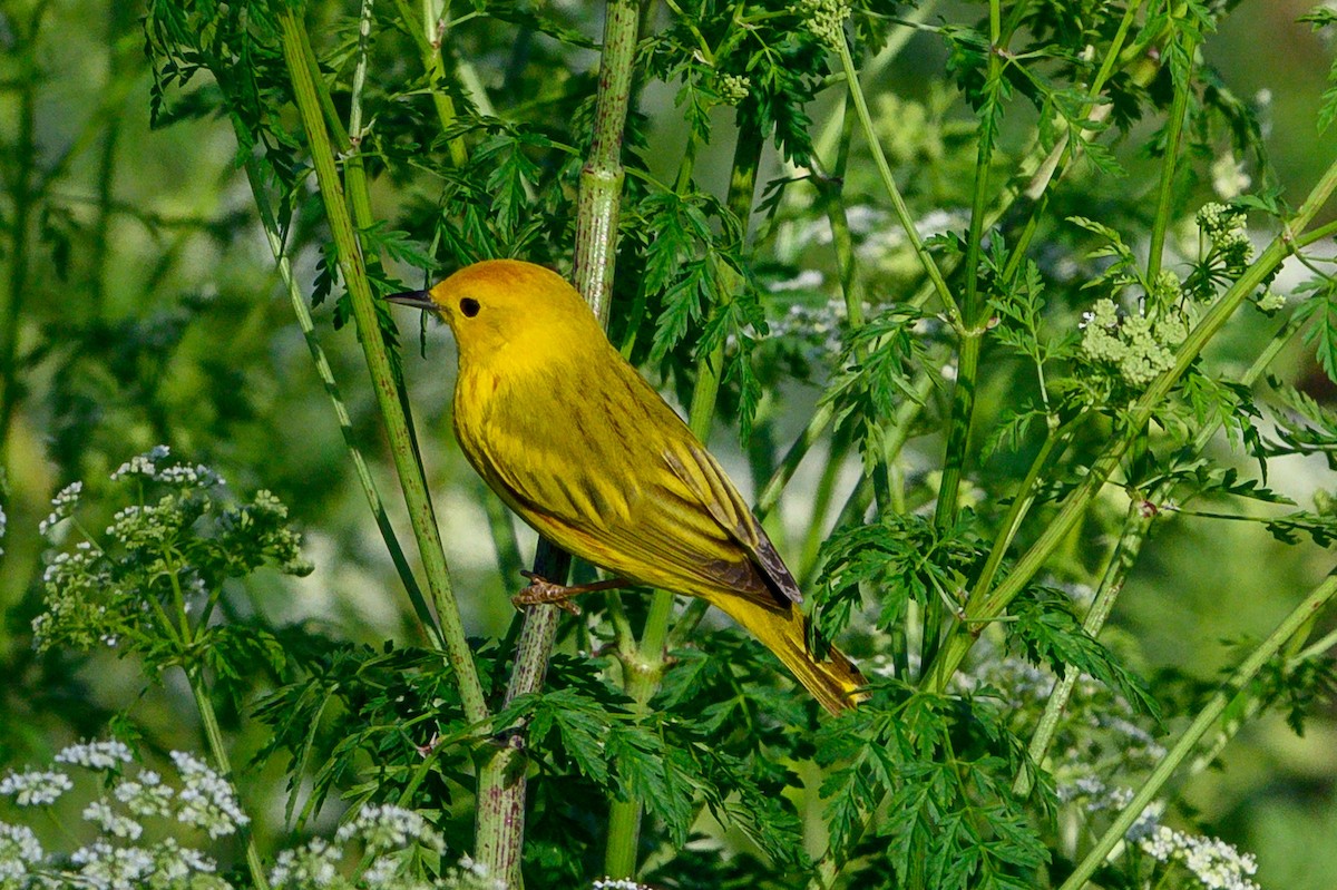 Northern/Mangrove Yellow Warbler - ML656596097
