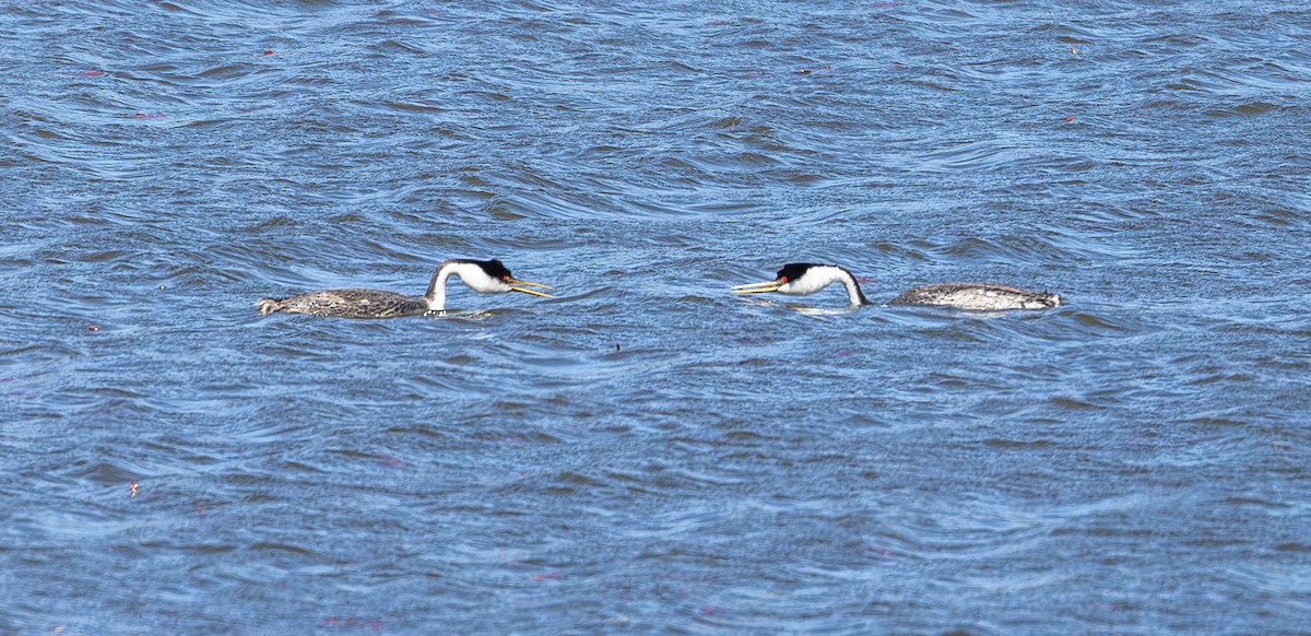 Western Grebe - ML656596438