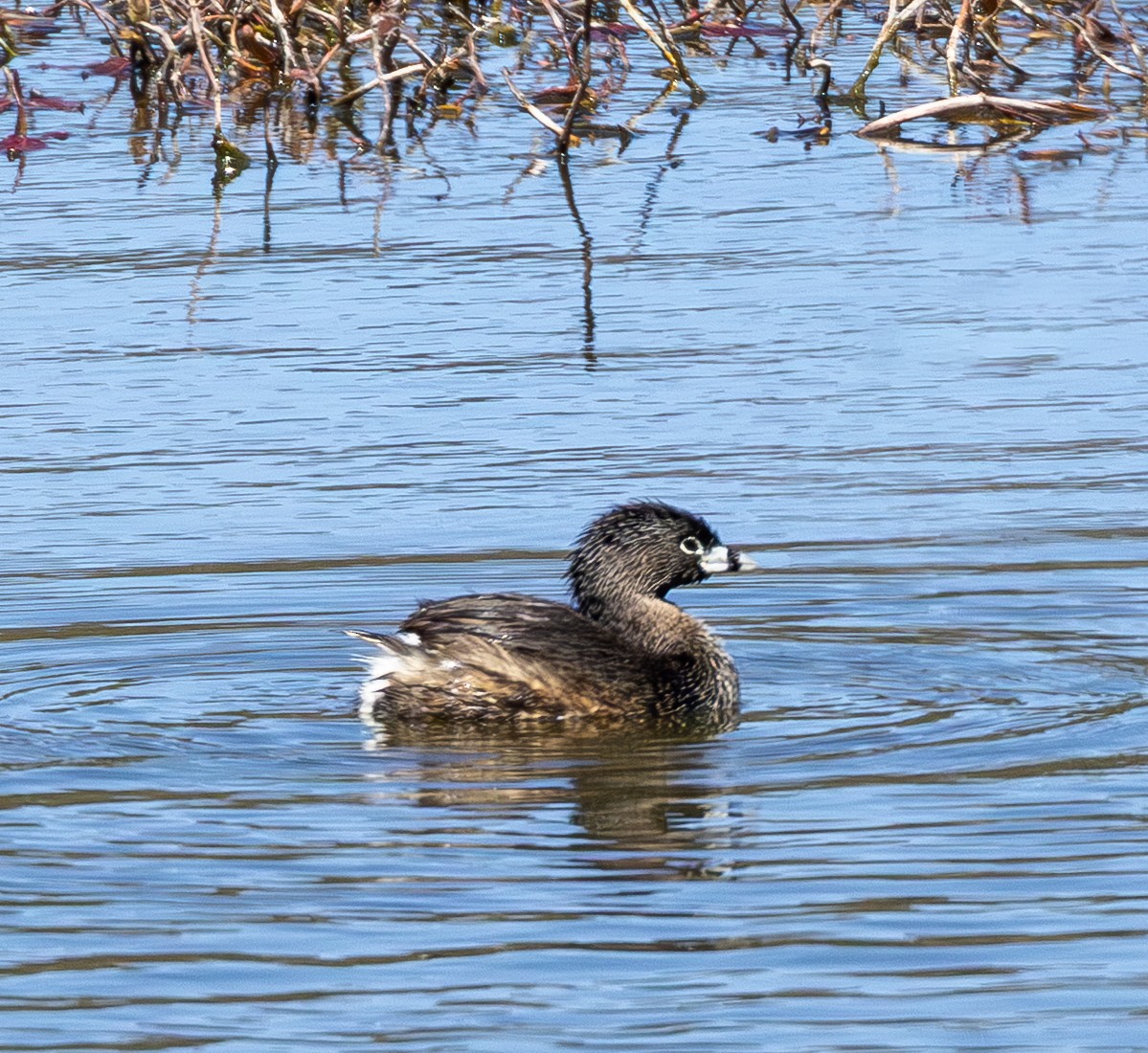 Pied-billed Grebe - ML656597348