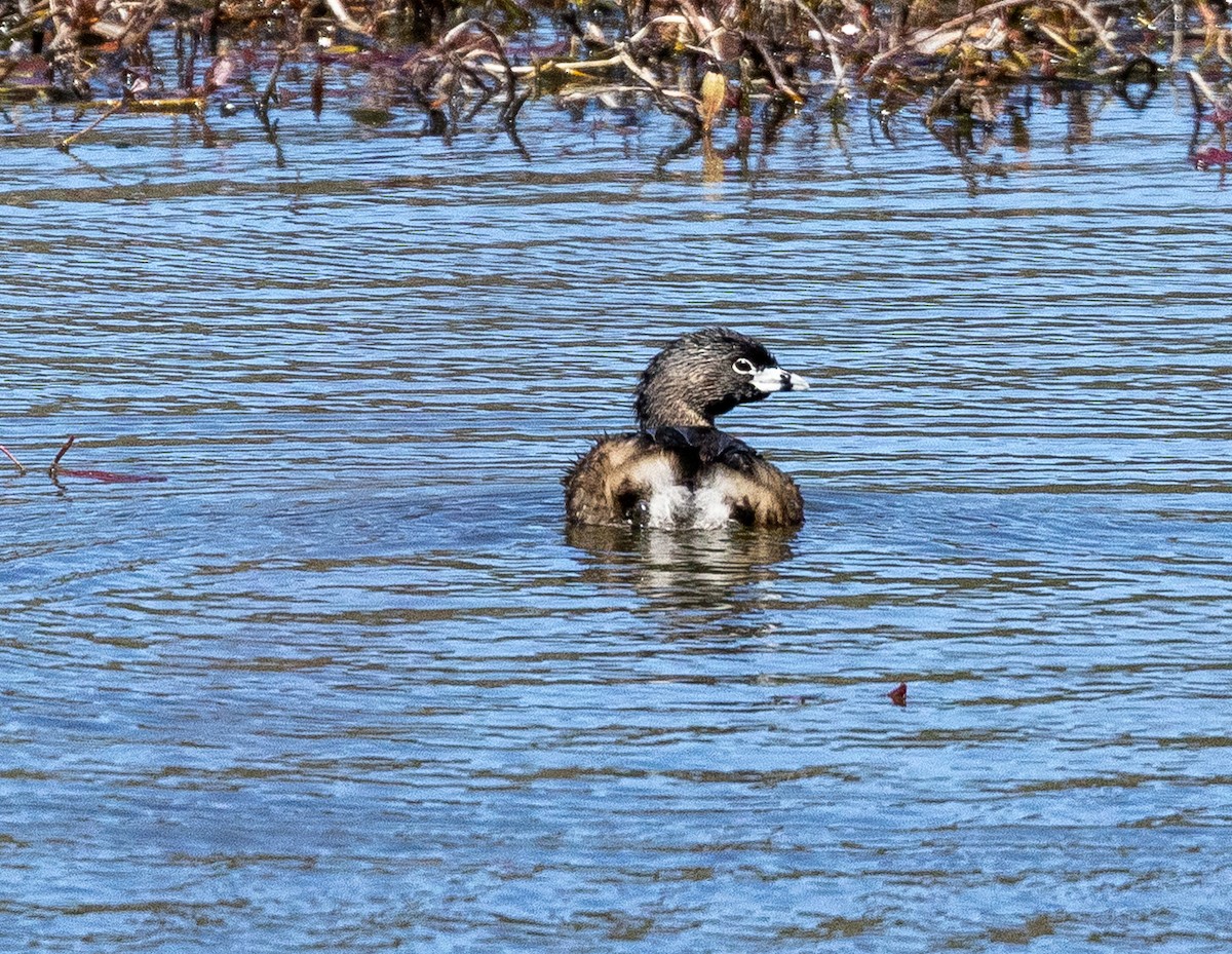 Pied-billed Grebe - ML656597349