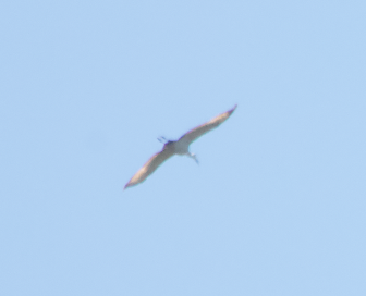 עגור קנדי - ML656598998