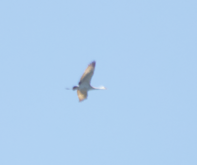 עגור קנדי - ML656598999