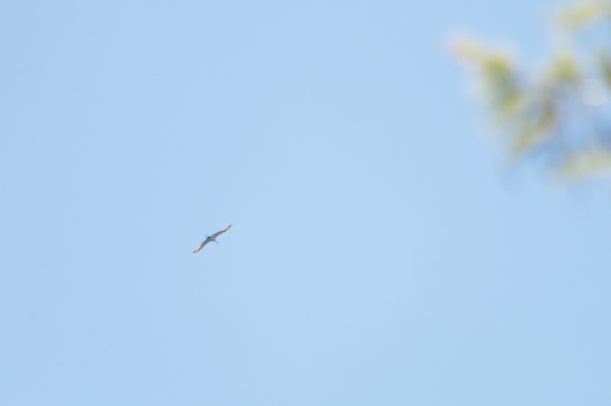 עגור קנדי - ML656599000