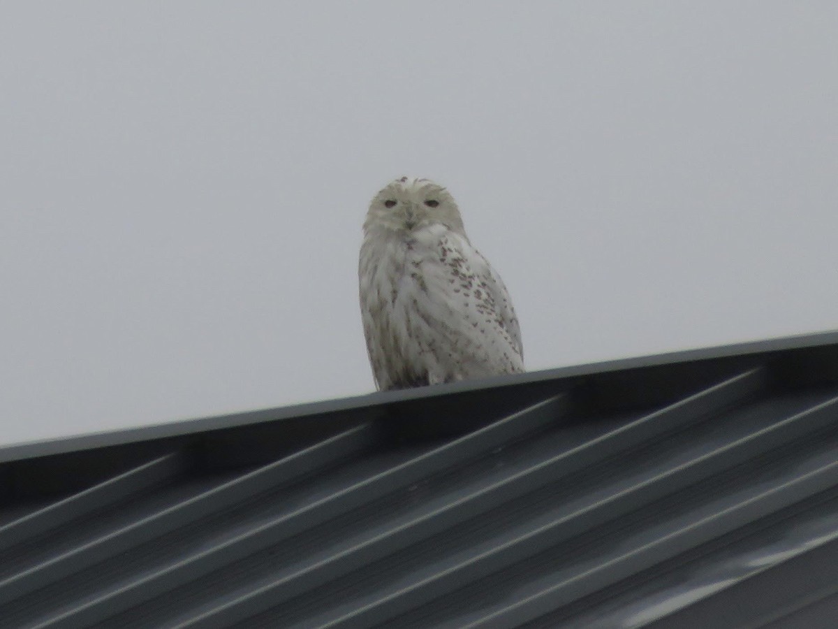 Snowy Owl - ML656600417