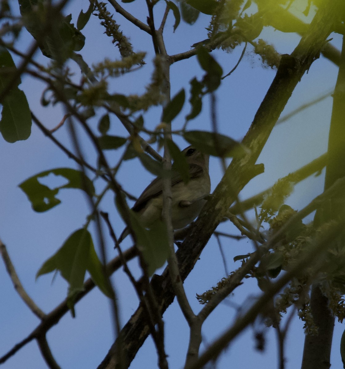 Western Warbling Vireo - ML656601255