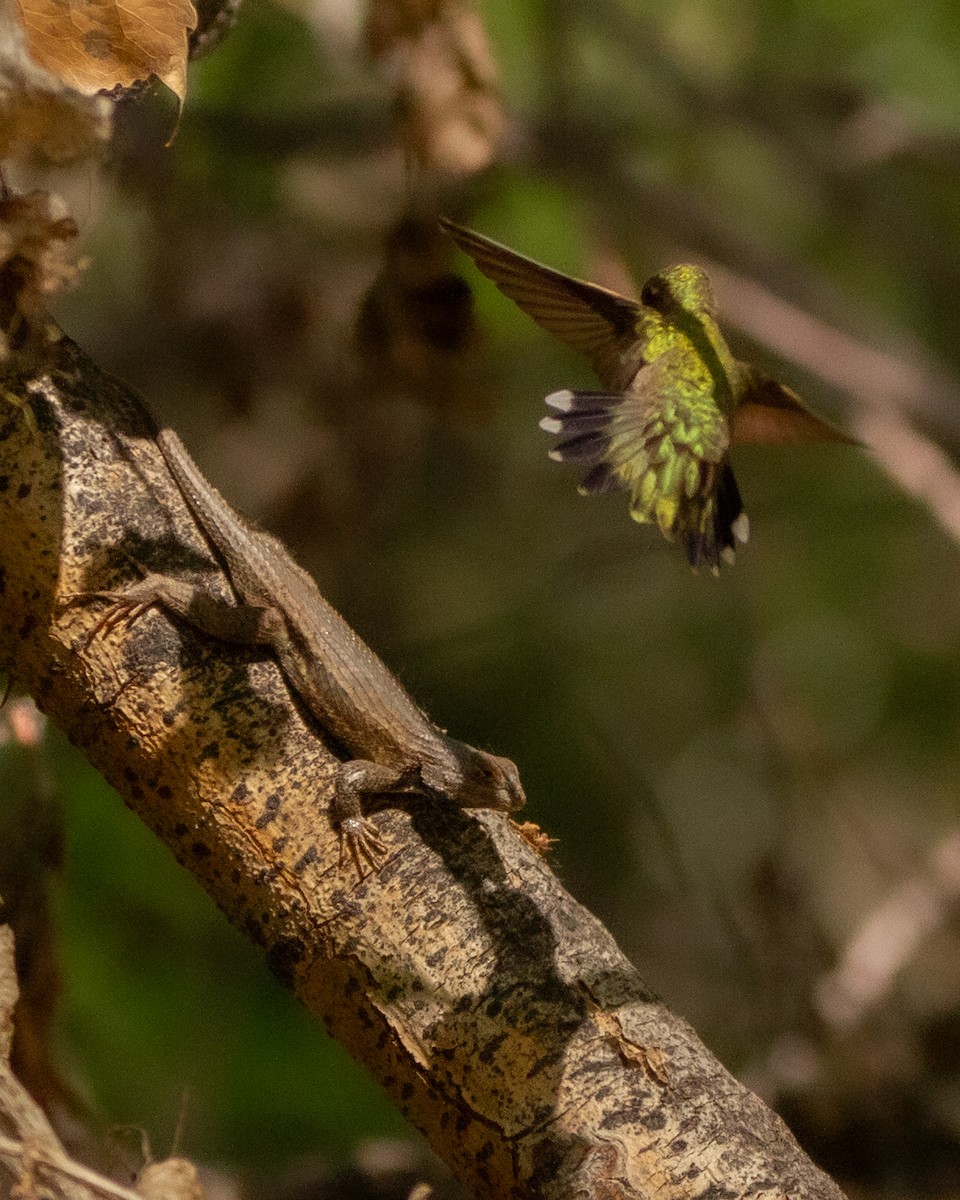 svartstrupekolibri - ML656602257