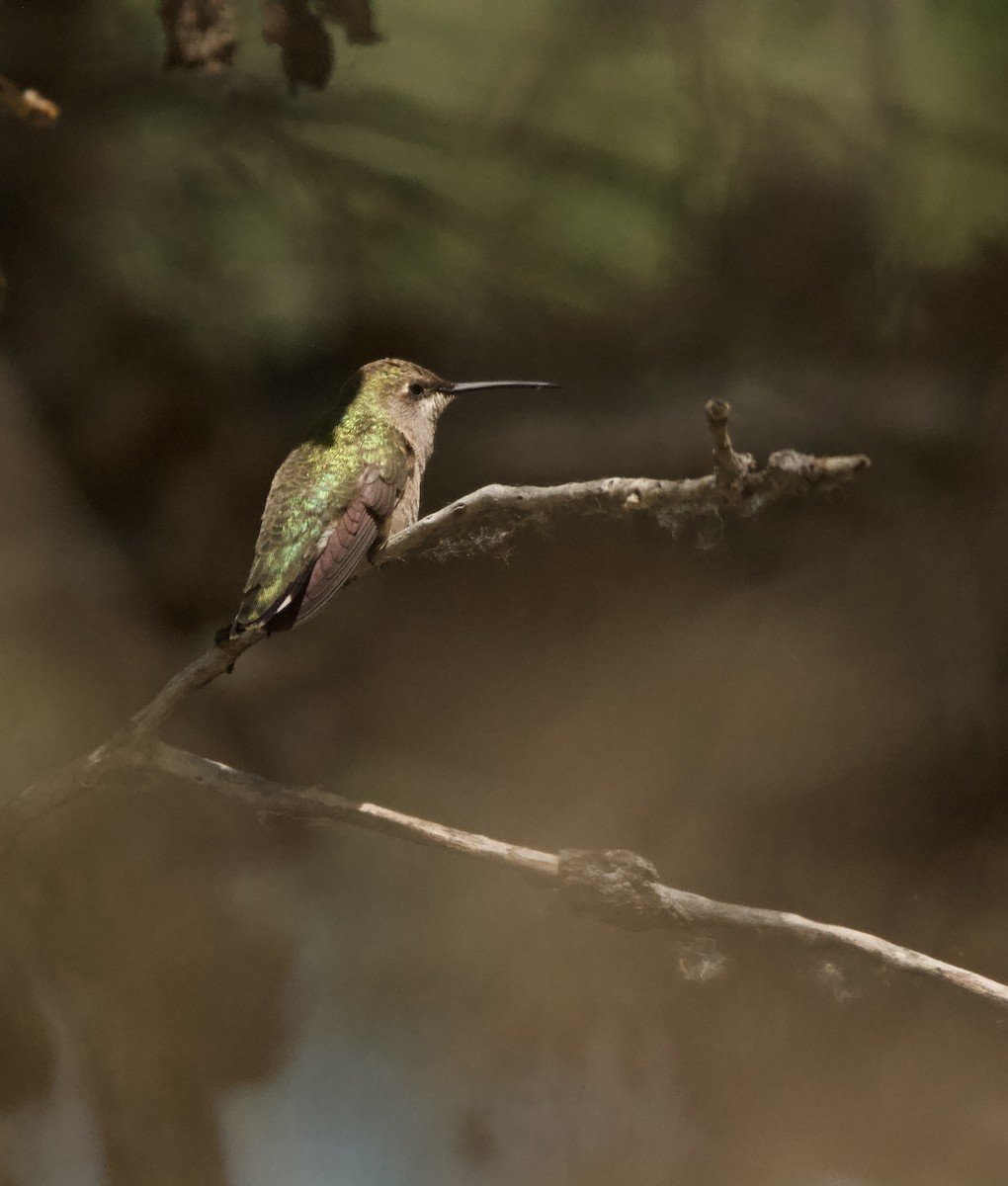 svartstrupekolibri - ML656602258